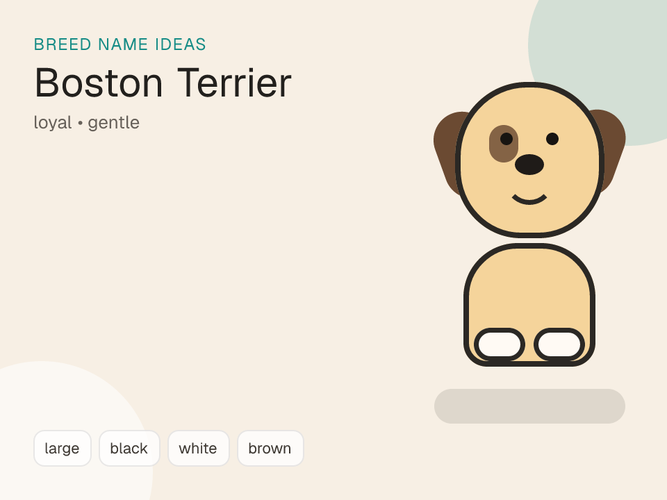 Boston Terrier dog name generator visual