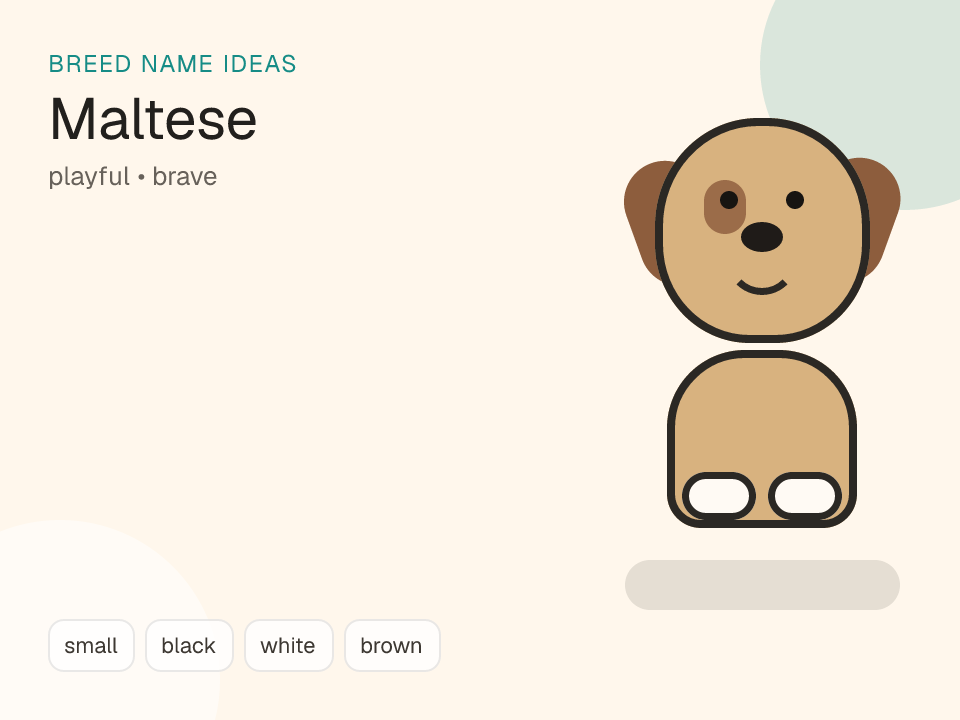 Maltese dog name generator visual