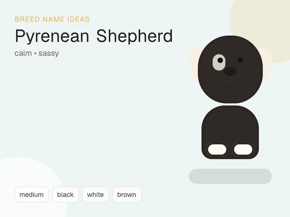 Pyrenean Shepherd dog name generator visual