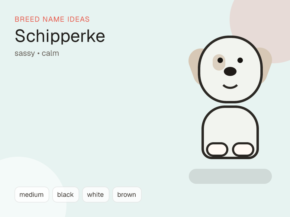 Schipperke dog name generator visual